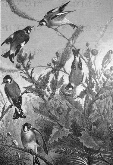 Goldfinch, goldfinch, Carduelis carduelis, illustration from 1890, historical, digital reproduction