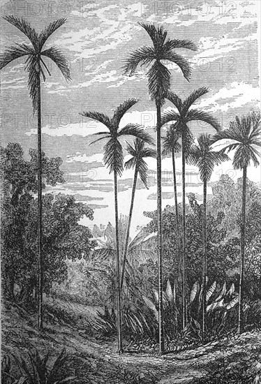 Betel nut palm, Areca catechu, also known as betel palm, catechu palm or areca palm, illustration