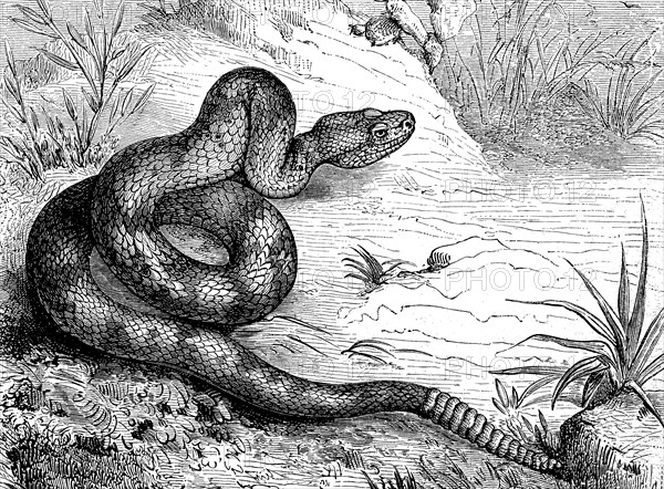 Texas rattlesnake, also prairie rattlesnake, Crotalus atrox, illustration from 1880, historical,