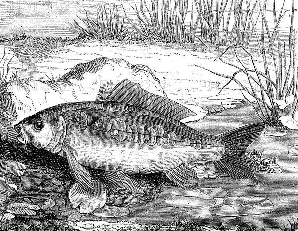 Carp, mirror carp, Cyprinus specularis, historical, digital reproduction of an original from the