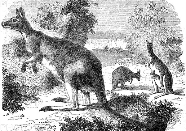 Giant kangaroo, Macropus giganteus, 1880, Historical, digital reproduction of an original from the