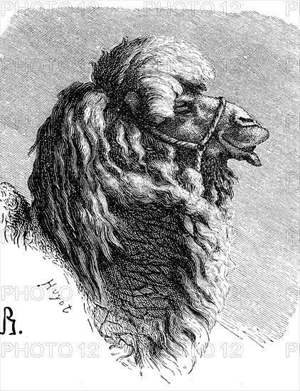 Bactrian camel, Camelus ferus, is a species of mammal from the camel family, illustration from