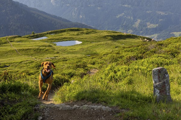 Vizslar male running on a trail in the Alps, behind Prättigau, Davos, Graubünden, Switzerland,