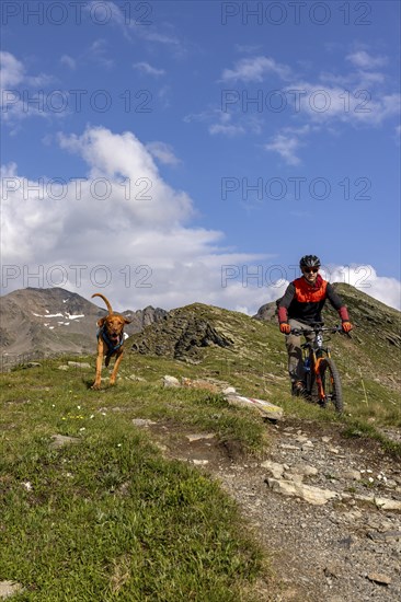 Mountain biker with traildog, man with Vizsla dog on a bike trail, Pischa, Flüela Pass, Grisons,