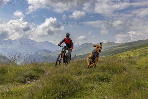 Mountain biker with traildog, man with Vizsla dog on a bike trail, Pischa, Flüela Pass, Grisons,