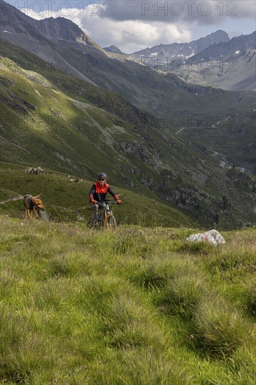 Mountain biker with traildog, man with Vizsla dog on a bike trail, Pischa, Flüela Pass, Grisons,