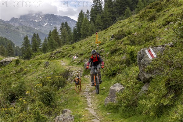 Mountain biker with traildog, man with Vizsla dog on a bike trail, Pischa, Flüela Pass, Grisons,