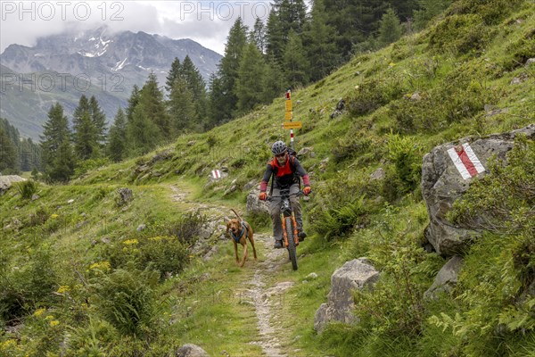 Mountain biker with traildog, man with Vizsla dog on a bike trail, Pischa, Flüela Pass, Grisons,
