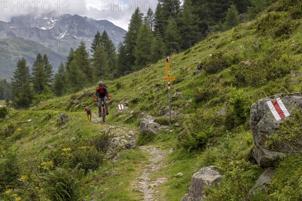 Mountain biker with traildog, man with Vizsla dog on a bike trail, Pischa, Flüela Pass, Grisons,