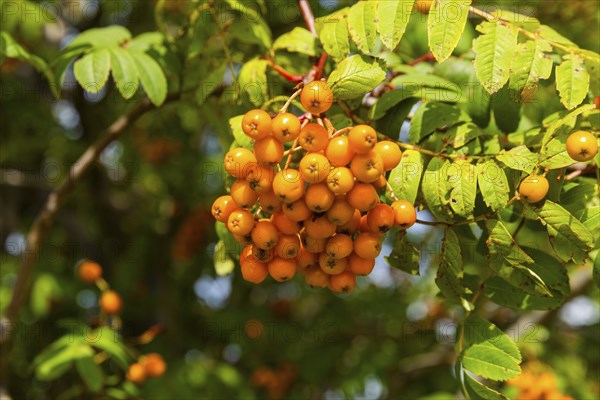 Rowanberry trees near Liebenau, Erzgebirge, Liebenau, Saxony, Germany, Europe