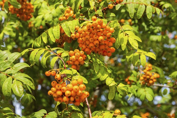 Rowanberry trees near Liebenau, Erzgebirge, Liebenau, Saxony, Germany, Europe