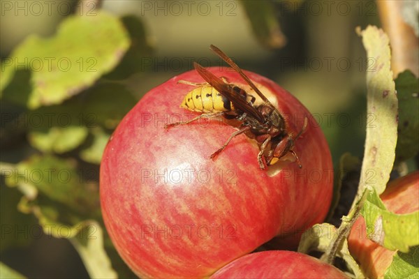 European hornet (Vespa crabro) licking juice from the wound of a ripe apple, Lower Austria,