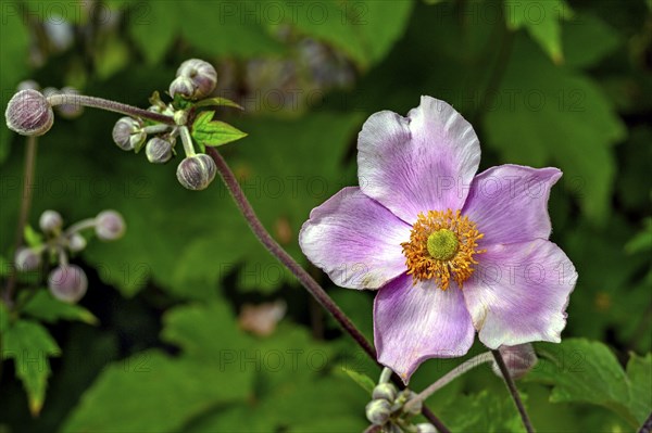 Chinese anemone (Anemone hupehensis), Germany, Europe