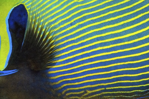 Extreme close-up of pectoral fin and coloured scales Fish scales of Emperor Angelfish (Pomacanthus