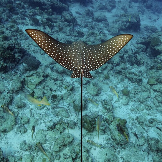 Top view of pattern back wings with white dots spots of Spotted eagle ray (Aetobatus ocellatus)