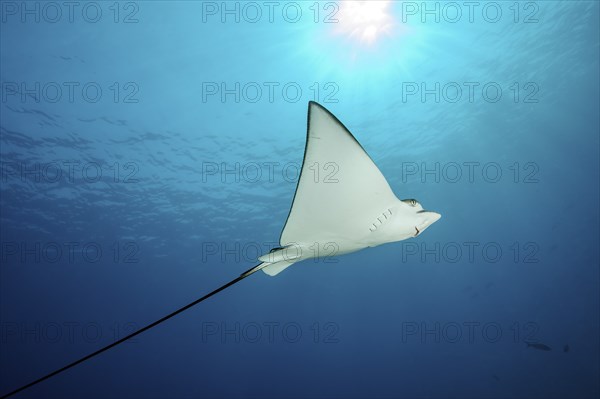 Spotted eagle ray (Aetobatus ocellatus) swimming in front of blue sea water blue background above