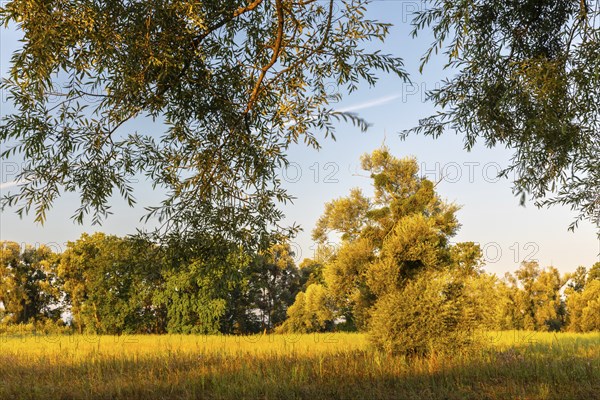 Willow (Salix), willow family (Salicaceae), Lake Constance, Eriskircher Ried nature reserve,
