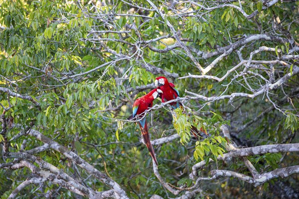 Red-and-green macaw (Ara chloropterus) Buraco das Araras Brazil