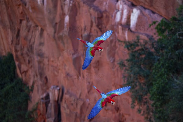Red-and-green macaw (Ara chloropterus) Buraco das Araras Brazil