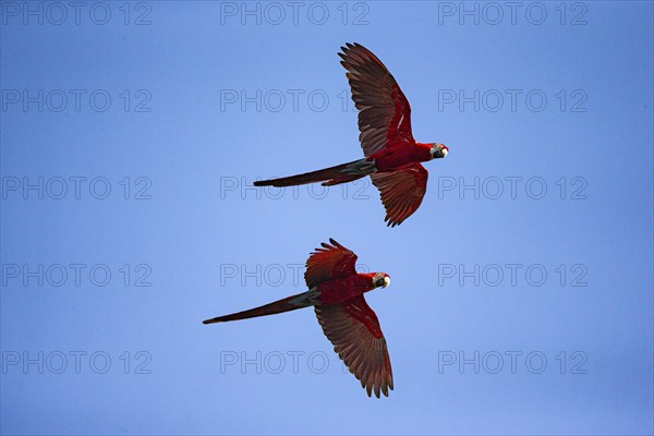 Red-and-green macaw (Ara chloropterus) Buraco das Araras Brazil