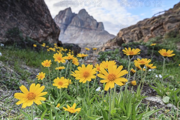 Yellow wildflowers in front of mountains, Arnica, Arnica angustifolia, Uummannaq, West Greenland,