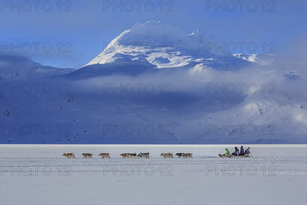 Tourists on dog sleds in front of snowy mountains, winter, sunny, Ammassalik District, East