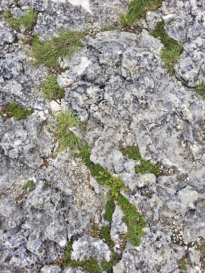 A rocky ground surface with different sizes of stones and pebbles as a background. Small plants can