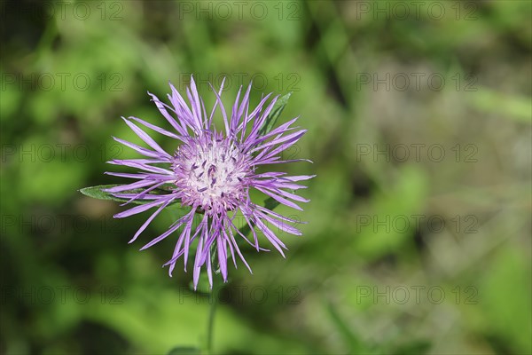 Meadow knapweed or brown knapweed (Centaurea jacea), flower, Wilnsdorf, North Rhine-Westphalia,