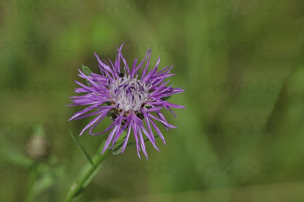 Meadow knapweed or brown knapweed (Centaurea jacea), flower, Wilnsdorf, North Rhine-Westphalia,