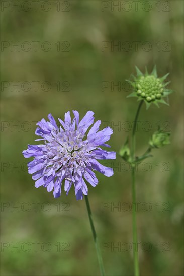 Field scabious (Knautia arvensis), card family, perennial, flowering in a meadow, Wilnsdorf, North