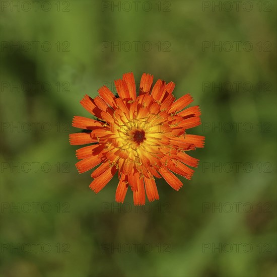 Fox-and-cubs (Hieracium aurantiacum), flower on a rough meadow, Wilnsdorf, North Rhine-Westphalia,