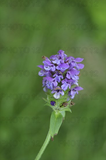 Large Self-heal (Prunella grandiflora), Large Brownelle, blue flower on a forest path, Wilnsdorf,