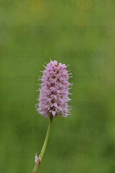 Snake knotweed or meadow knotweed (Bistorta officinalis, Persicaria bistorta), inflorescence,