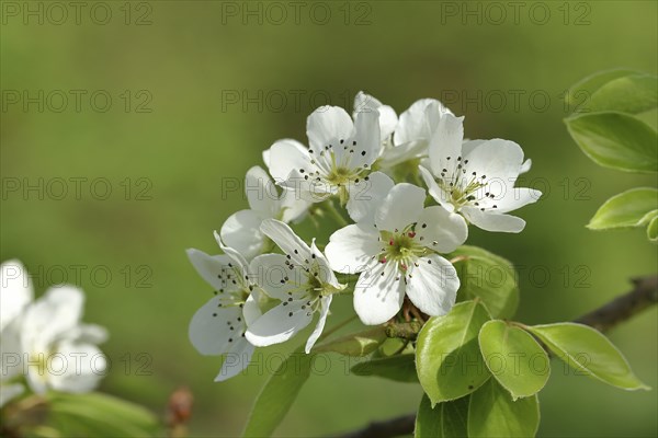 Pear blossom (Pyrus), branch with blossoms, fruit blossom, spring