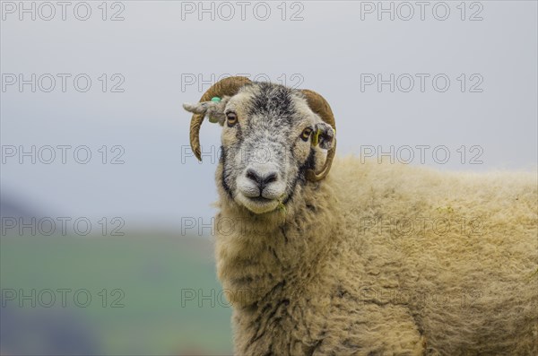 Swaledale sheep, Lake Distirct, England, Great Britain