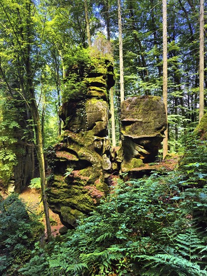 Rock towers in the forest, Teuflische Acht hiking trail, Ferschweiler Plateau, Naturpark Südeifel,