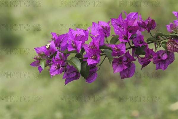 Branch of triplet flower (Bougainvillea glabra), detail, Marangu, Tanzania, Africa
