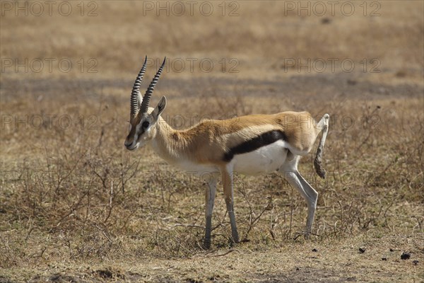 Thomson's gazelle (Gazella thomsonii), Ngorongoro Crater, Tanzania, Africa