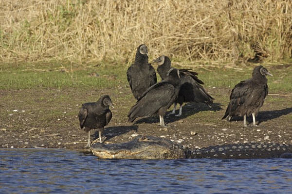 American alligator (Alligator mississippiensis) lying on the shore and a troop of corvids (Coragyps