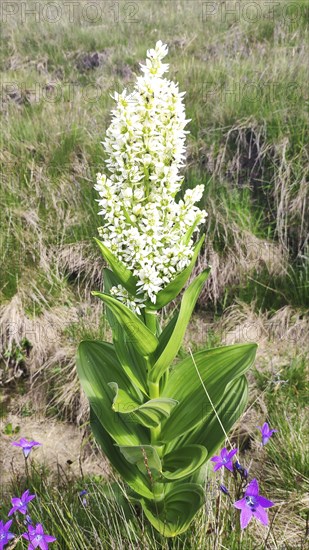 White False Helleborne (Veratrum album), Carpathians, Transylvania, Romania, Europe
