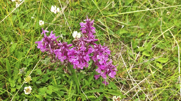 Verticillate lousewort (Pedicularis verticillata), Carpathians, Transylvania, Romania, Europe
