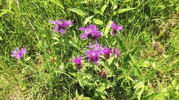 Knapweed (Centaurea spec.), Carpathians, Transylvania, Romania, Europe