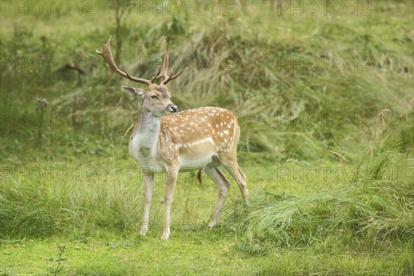 Male fallow deer (Dama dama), antlers, Amsterdam water pipe dunes, Amsterdamse Waterleidingduinen,
