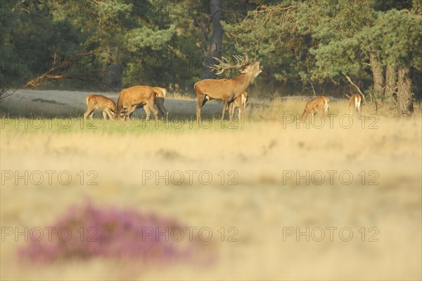 Herd of red deer (Cervus elaphus) and male red deer in rut, rut, antlers, heathland, De Hoge Veluwe