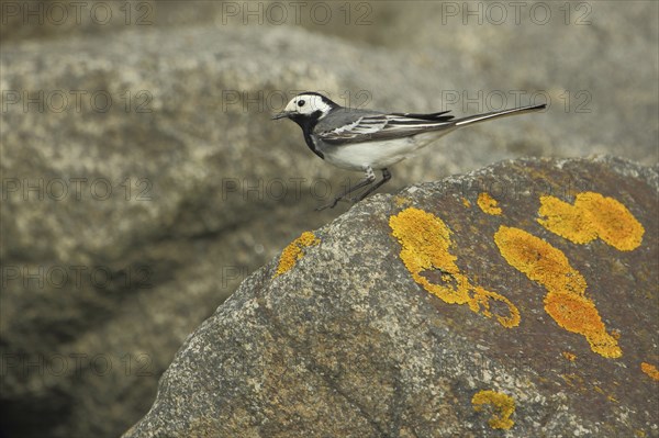 White wagtail (Motacilla alba) on rocks with yellow lichen, stone, Nationaal Park Duinen, Texel,