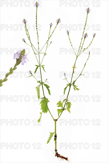 Common vervain (Verbena officinalis) with root on white background, Bavaria, Germany, Europe