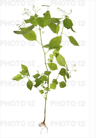 Small-flowered touch-me-not (Impatiens parviflora) on a white background, Bavaria, Germany, Europe