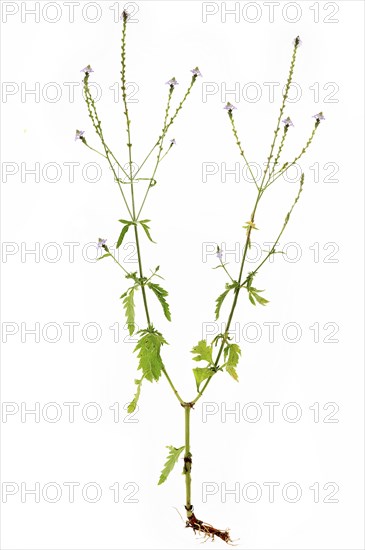 Common vervain (Verbena officinalis) with root on white background, Bavaria, Germany, Europe