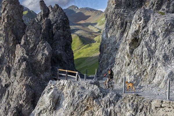 Mountain biker with traildog, man with his Vizsla on a path in the mountains, Davos, Graubünden,