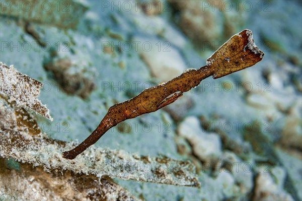Robust ghostfish (Solenostomus cyanopterus) Seagrass ghostfish, Pacific, Indo-Pacific, Yap Island,